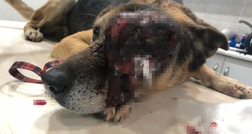 Yaralı Köpek İçin Seferber Oldular