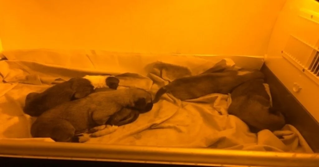 Yavru Köpekler Ölüme Terk Edilmiş Halde Bulundu