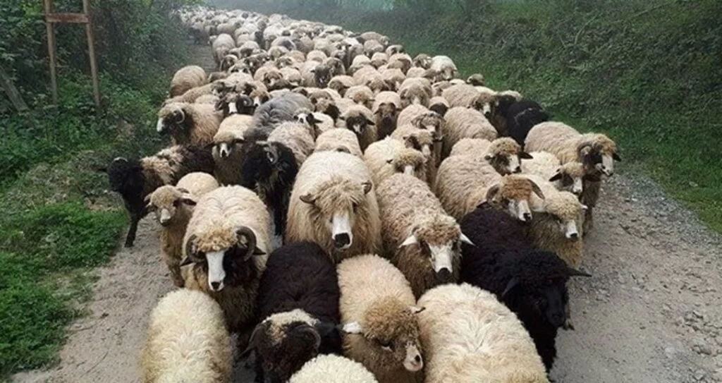 'Yayla göçü öncesi hayvanları aşılayın'