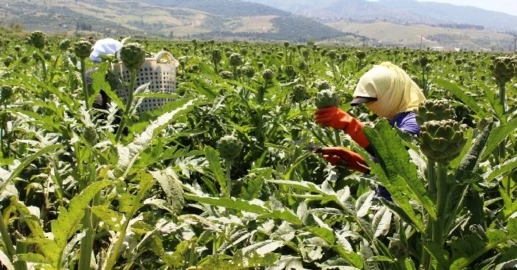 Aydında Enginar İşçileri 1 Mayısı Tarlada Geçirdi