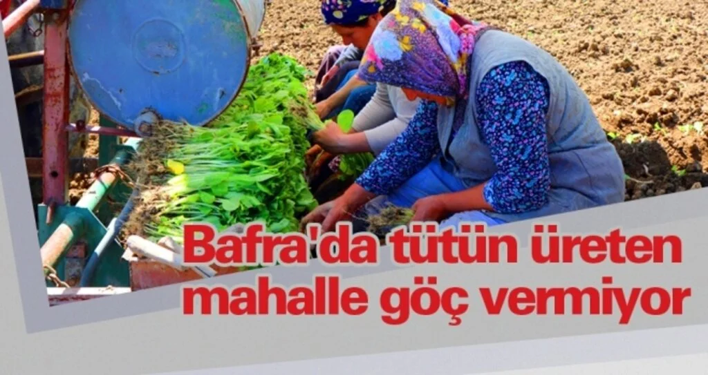 Bafra'da tütün üreten mahalle göç vermiyor