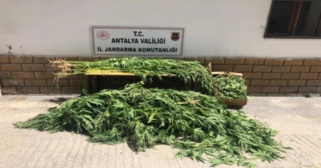 Domates Eker Gibi Hint Keneviri Ekmiş