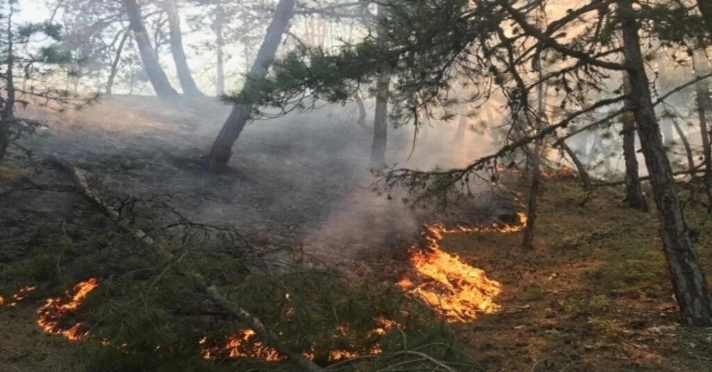 Eskişehirde İki Farklı Noktada Orman Yangını