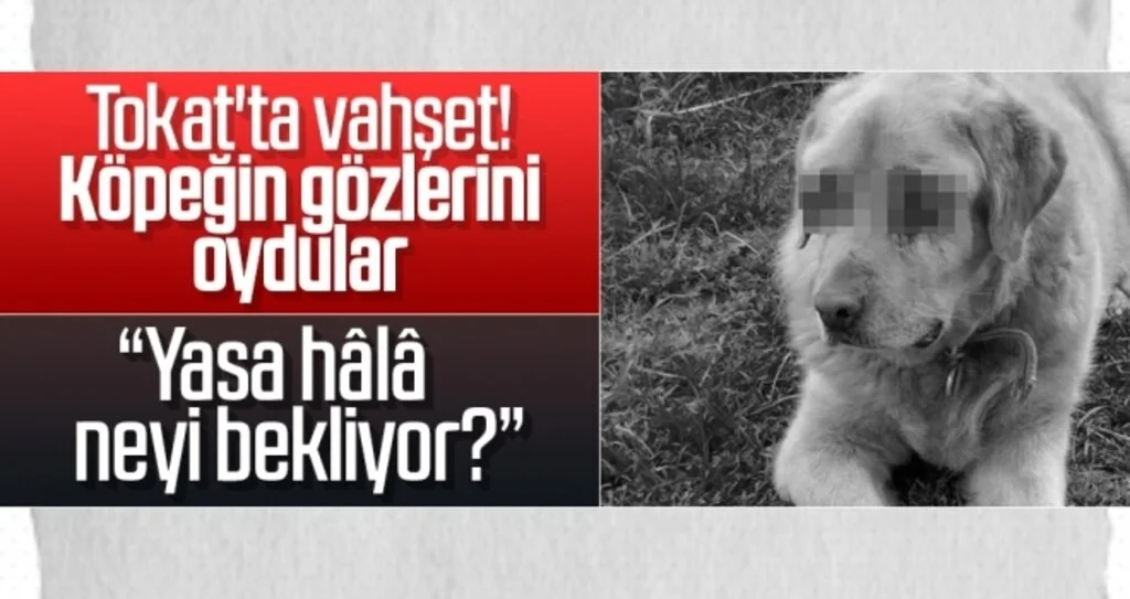 Kan donduran olay! Tokat'ta köpeğin gözleri oyuldu