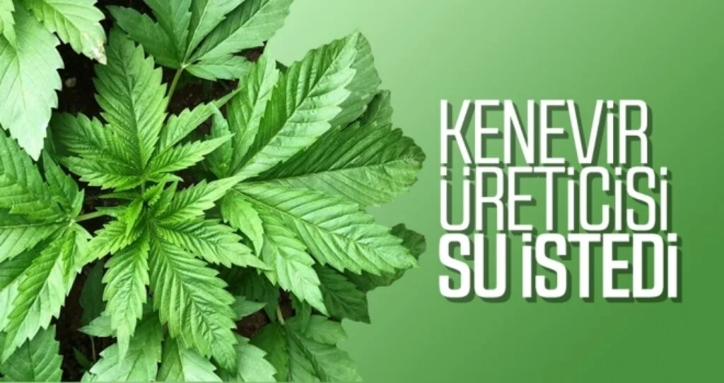 Kenevir üreticisi su istedi