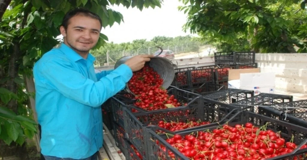 Kiraz Tarlada 7, Markette 12,5 Lira