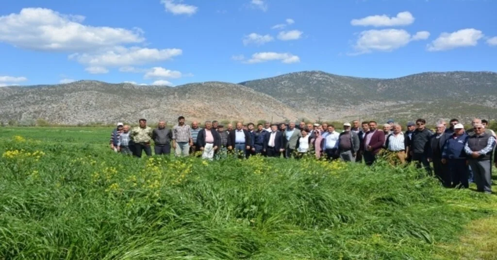Korkutelide İtalyan Çimi Hasadı