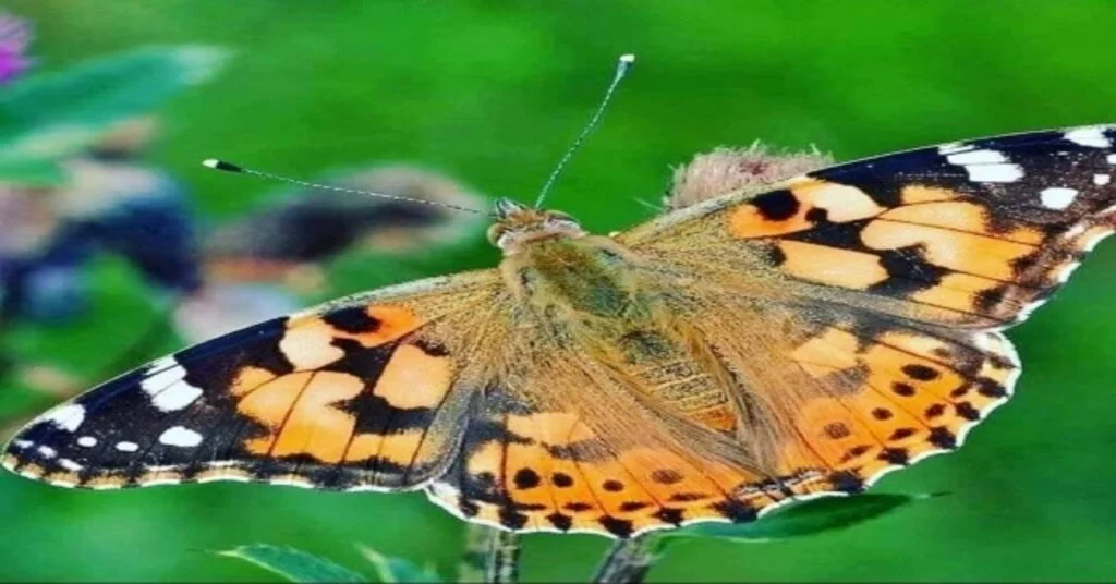 Orduda ‘Diken Kelebeği Açıklaması