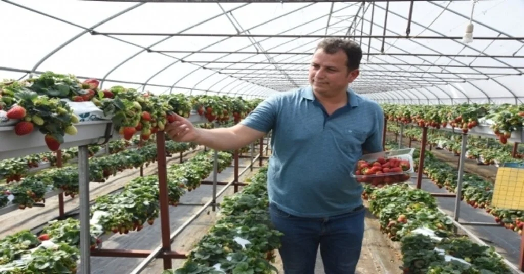Sinopta Topraksız Çilek Üretimi Başladı