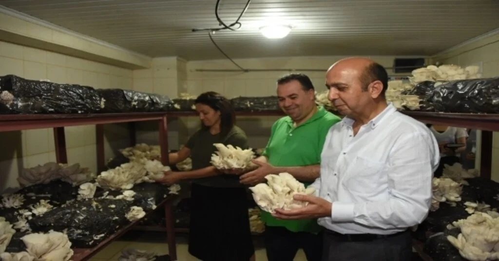 Tarsus Belediyesinde İstiridye Mantarının Üretimi Artacak