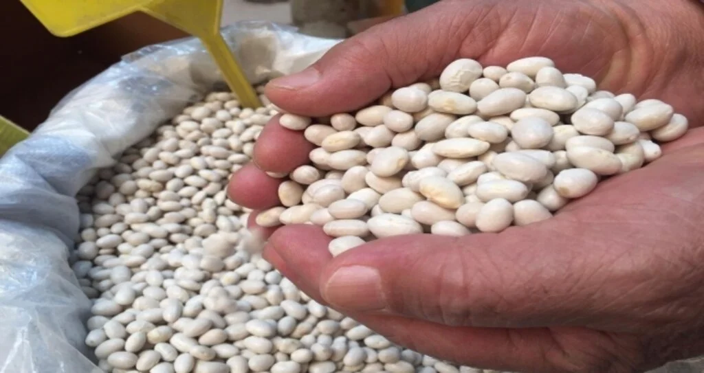 Tescilli Akkuş fasulyesinde rekolte hedefi 2 bin ton