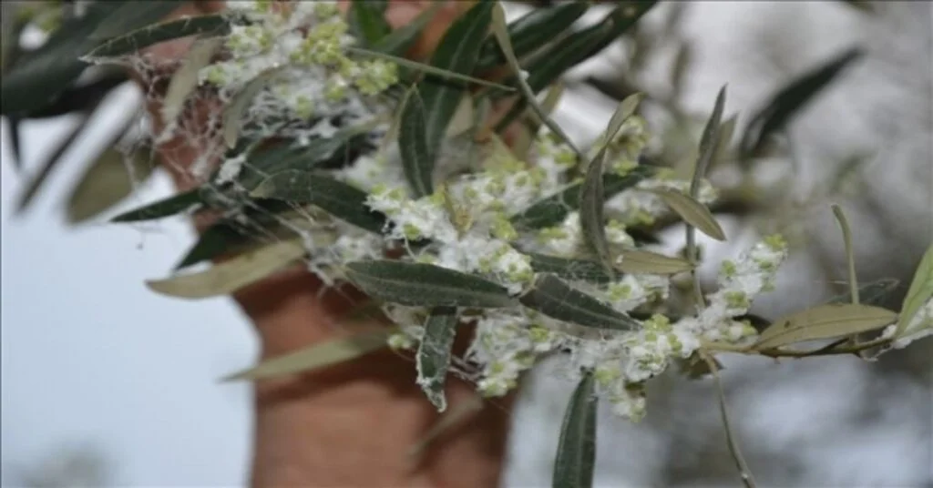 Zeytin Güvesi Mücadelesi Başladı