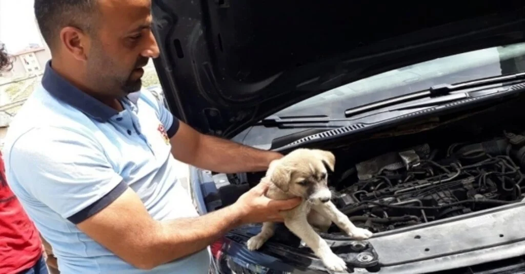 Arabanın Motor Bölümüne Sıkışan Yavru Köpek Kurtarıldı