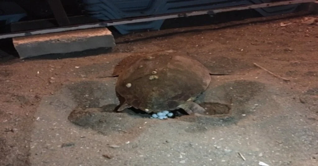 Caretta Carettalar 3 Yıl Sonra Yeniden Didim Sahilinde