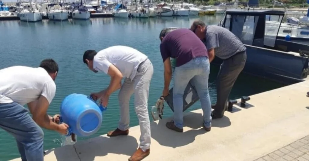 Didimde Deniz Patlıcanı Avcılarına Geçit Yok