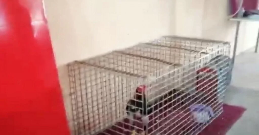 Edremitte Horoz Dövüşü Yapan İşyerine Baskın