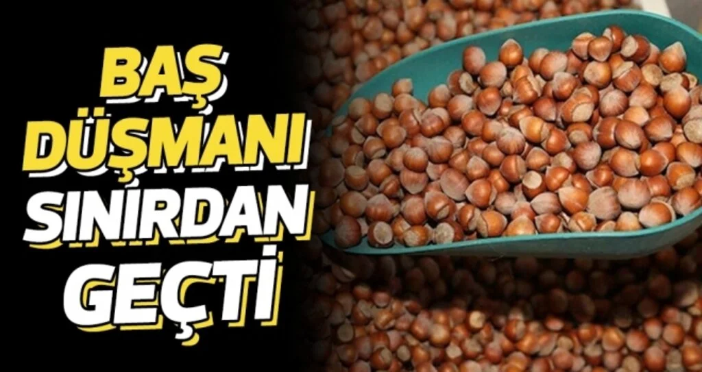 Fındığın baş düşmanı Sınırdan Geçti