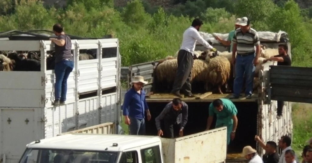 Hakkaride 987 Küçük Baş Hayvan Dağıtıldı