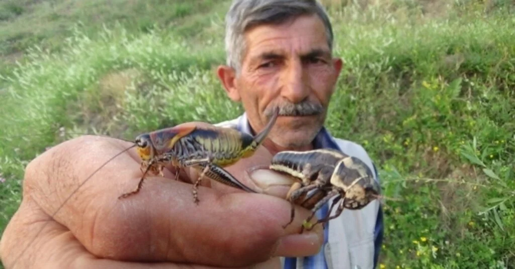 Hakkaride Çekirge İstilası