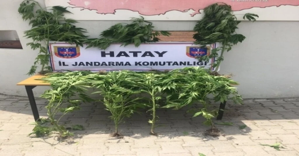Hatayda Hint Keneviri Operasyonu