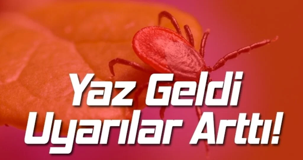 Kavak Kenede Riskli Bölge