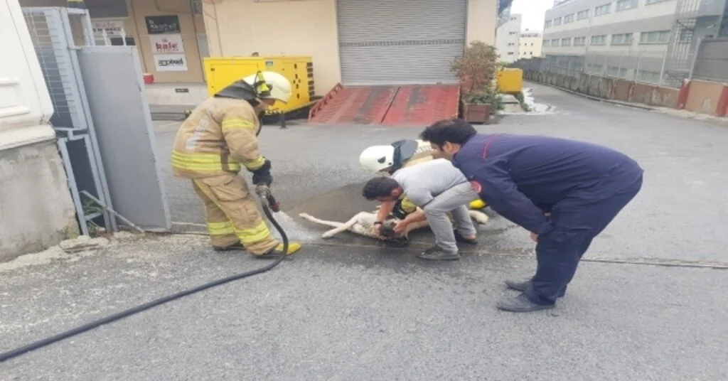 Kimyasal Maddeden Zehirlenen Köpeği Kurtarmak İçin Seferber Oldular