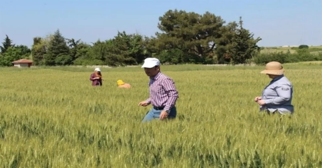 Kırklarelide Süne İle Mücadele Çalışmaları
