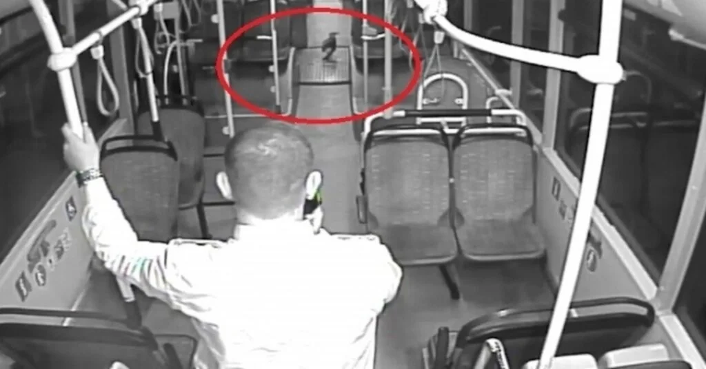 Kocaelide Otobüs Sürücüleri, Yola Düşen Yaralı Martı Ve Karganın Hayatını Kurtardı