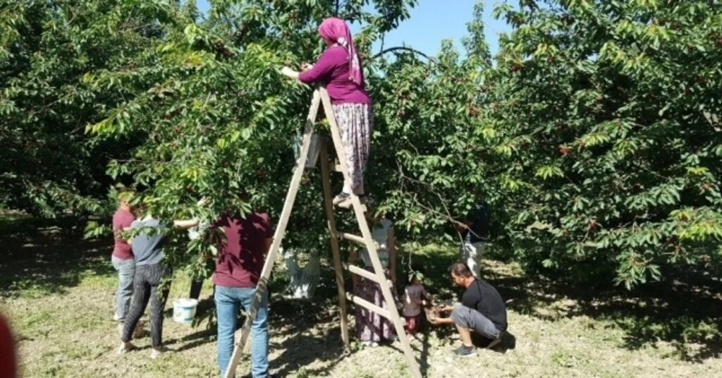 Kuşadasında 7 Yıl Aradan Sonra Kiraz Festivali Heyecanı