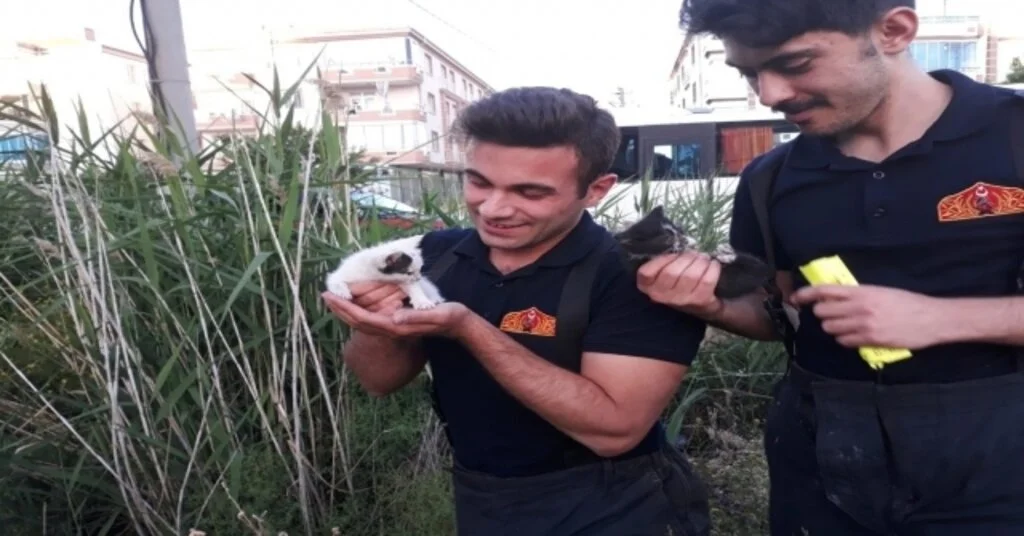 Kuyuya Düşen 3 Yavru Kediyi İtfaiye Kurtardı