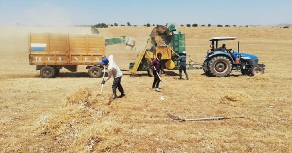 Mazıdağında Mercimek Hasadı Sürüyor