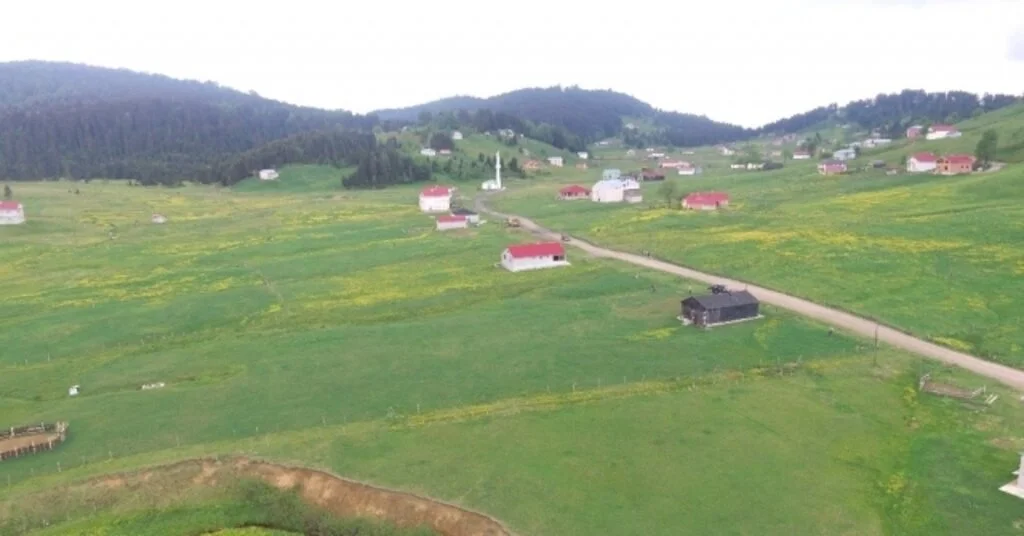 Mor Yayla Bu Sefer Sarıya Büründü