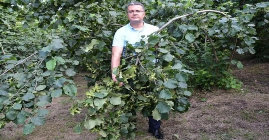 Orduda Fındık Rekolte Tahmini Çalışmaları Başladı