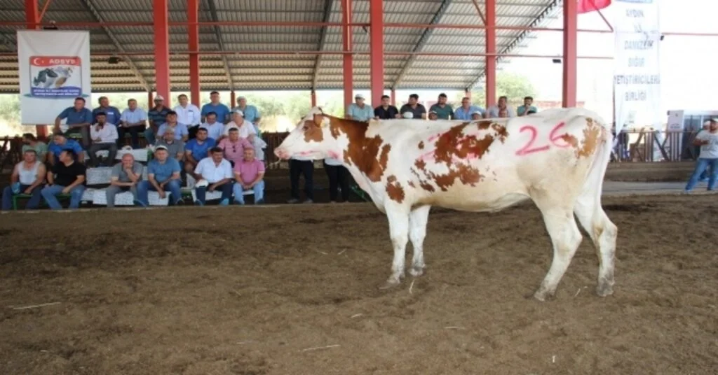 Podyuma Çıkan Düveler Kapış Kapış Gitti