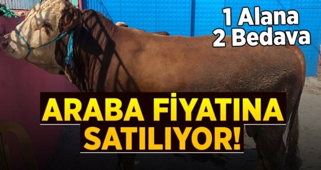 Samsun'da 3 tonluk kurbanlık boğa araba fiyatına satışta