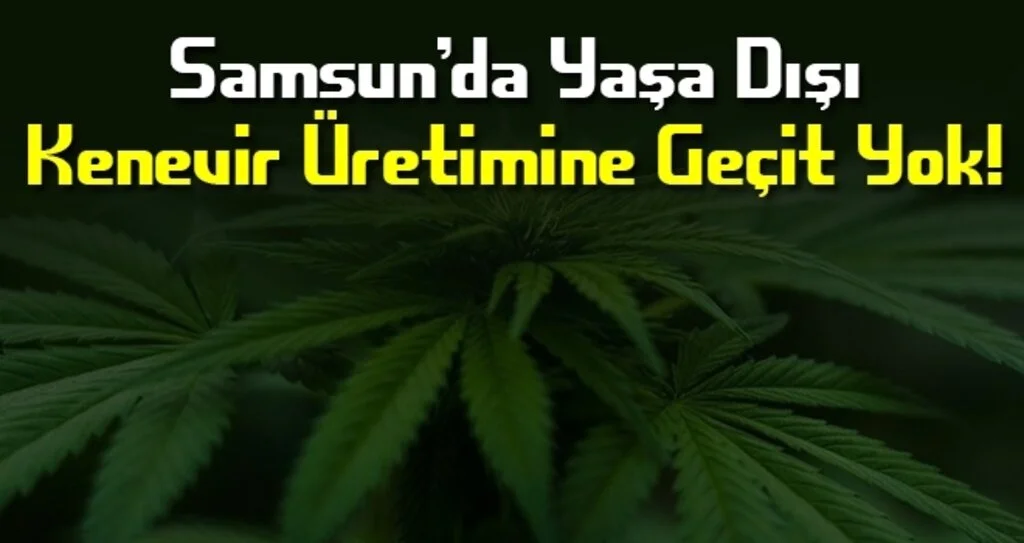 Samsun'da Yaşa dışı kenevir üretimine geçit yok!