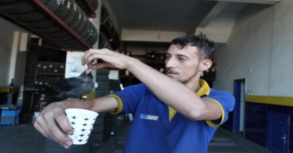 Tosyalı Esnaf Yaralı Kargayı Elleriyle Besliyor