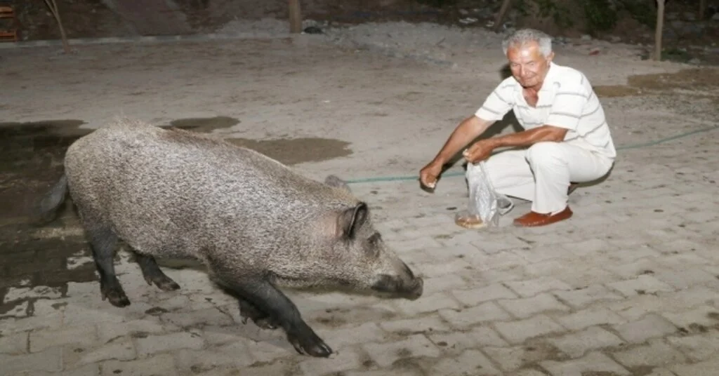 Yaban Domuzlarını Elleriyle Besliyor