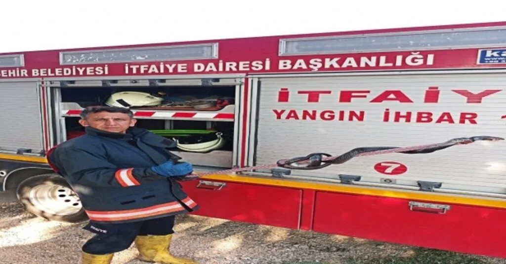 2,5 Metrelik Kara Yılan Korkuttu