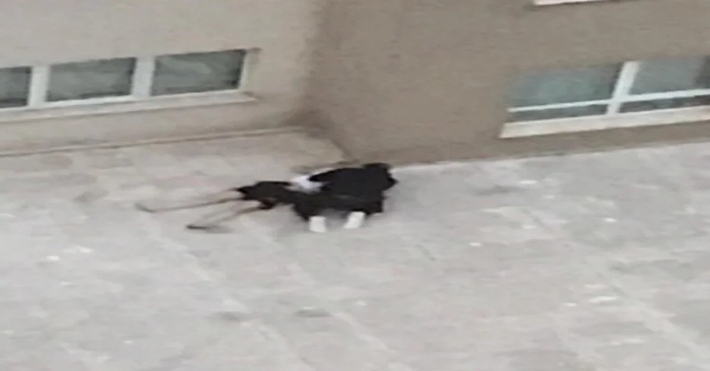 4. Kattan Düşen Sevgilisinin Başında Ağlayan Gence Tahliye