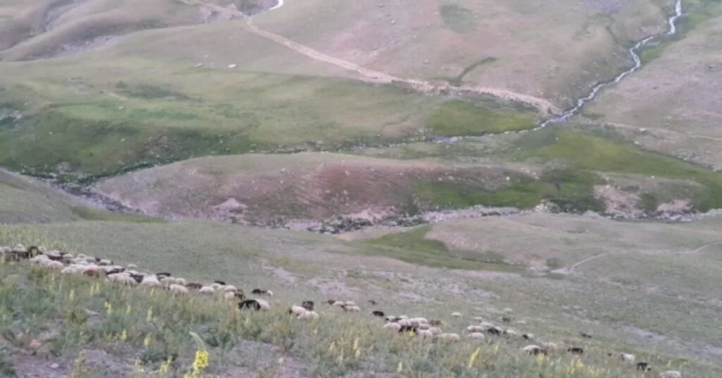 Ağrıdan İzmire Kurbanlık Sevkiyatı Hızlandı