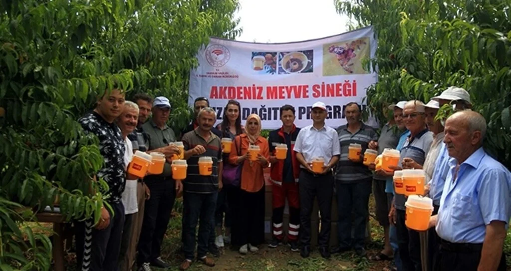 Akdeniz sineğine 'cezbedici koku' tuzağı