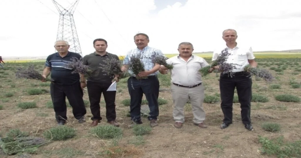 Alacada Lavanta Hasadı Başlandı