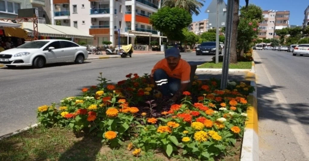Alanyaya 200 Bin Adet Yazlık Çiçek
