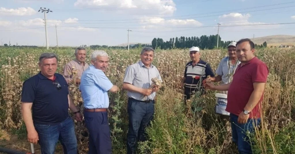 Altıntaşta Haşhaş Bereketi