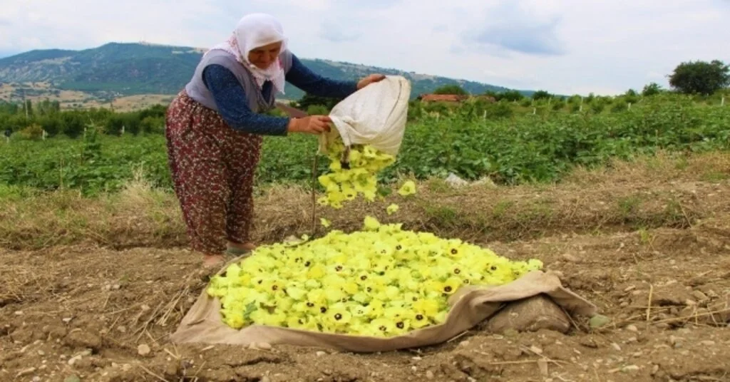 Amasyanın Tescilli Çeyrek Altını: Çiçek Bamyası