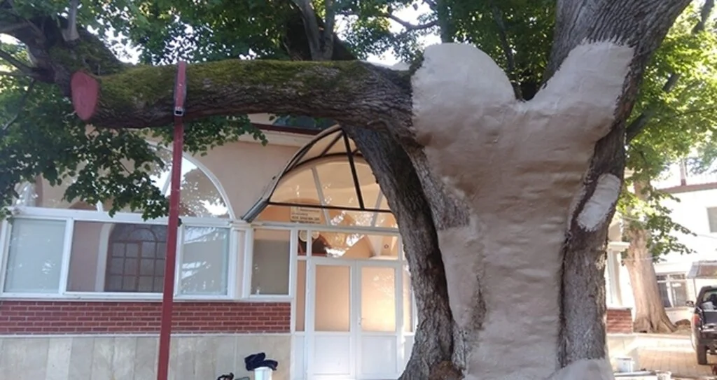 Anıt Ağaçlara Özel Bakım 
