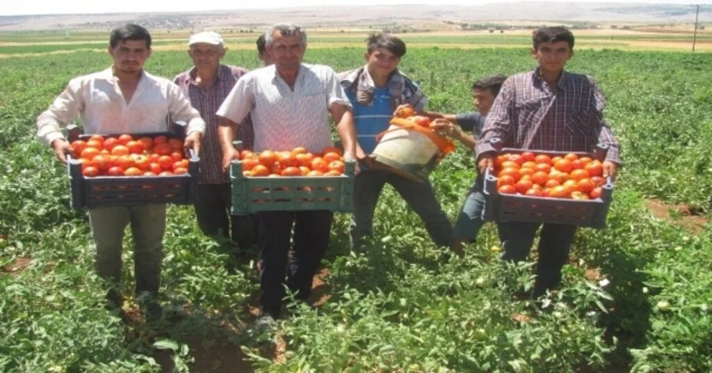 Arabanda Yerli Domates Hasadı Başladı