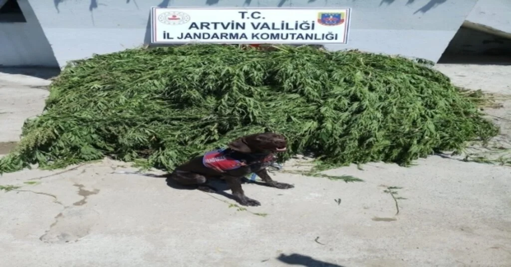 Ardanuçta 2 Bin 443 Kök Hint Keneviri Ele Geçirildi