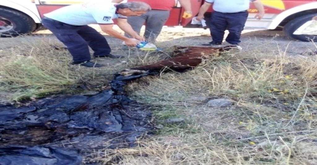 Asfalta Yapışan Keçiyi Kurtarma Operasyonu